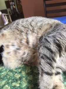 pretty kitty belly - stripes and polka dots