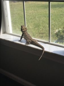 The dragon before the attack.
