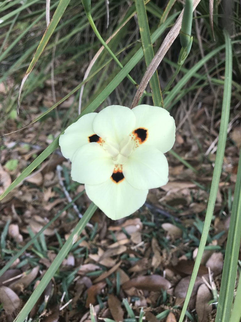 Pretty flower on my run