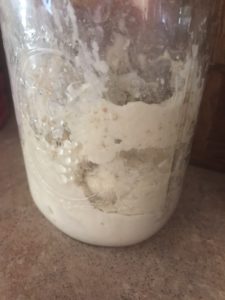 Sourdough starter